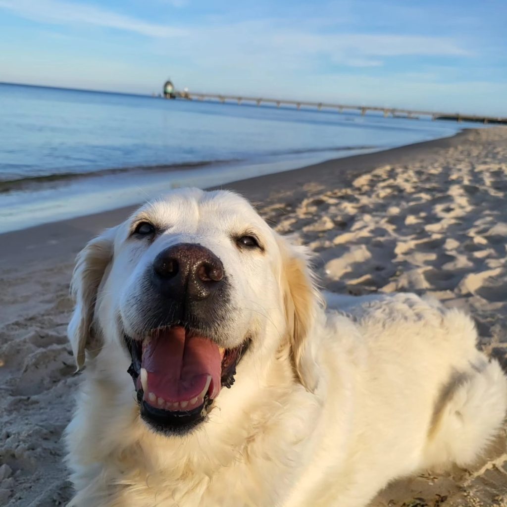 Golden Retriever am Strand liegend.